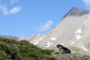 Alp Dağ sıçanı