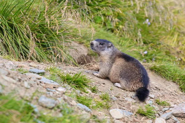 Αλπικό μάρμοτ (Marmota marmota) — Φωτογραφία Αρχείου