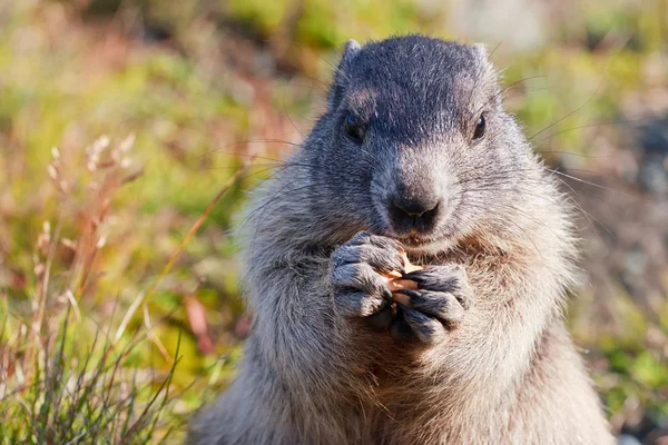 Alpenmarmot (Marmota marmota)) — Stockfoto