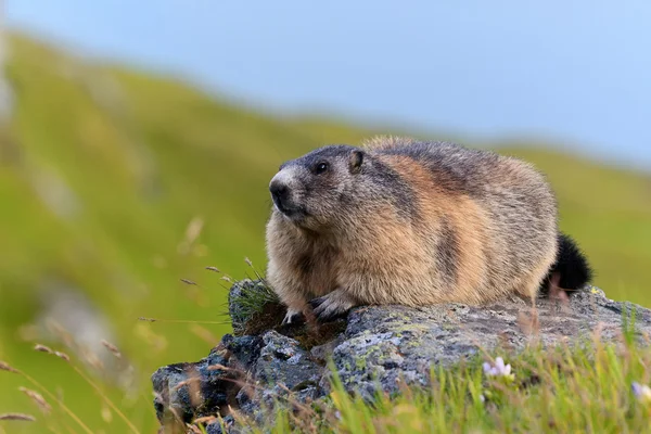 Alpenmurmeltier (Marmota marmota)) — Stockfoto