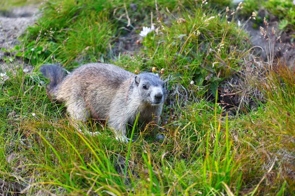Alpenmurmeltier (Marmota marmota)) — Stockfoto