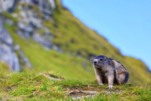 Alpenmarmot (Marmota marmota)) — Stockfoto