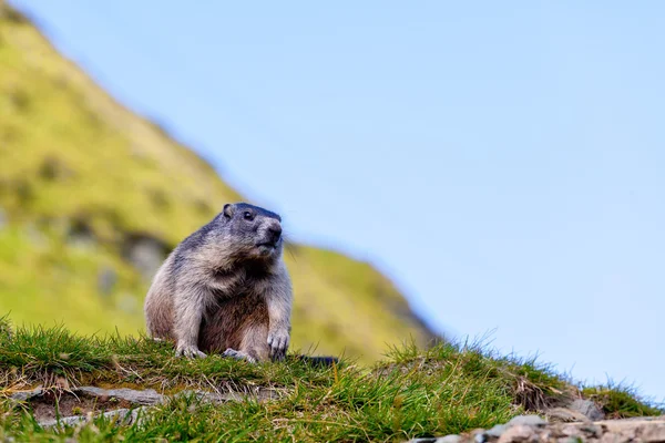 Marmota alpina (Marmota marmota) — Foto de Stock