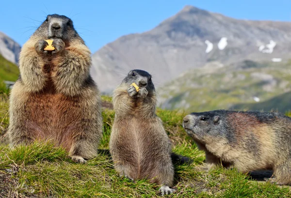 Marmota alpina (Marmota marmota) Fotos De Bancos De Imagens