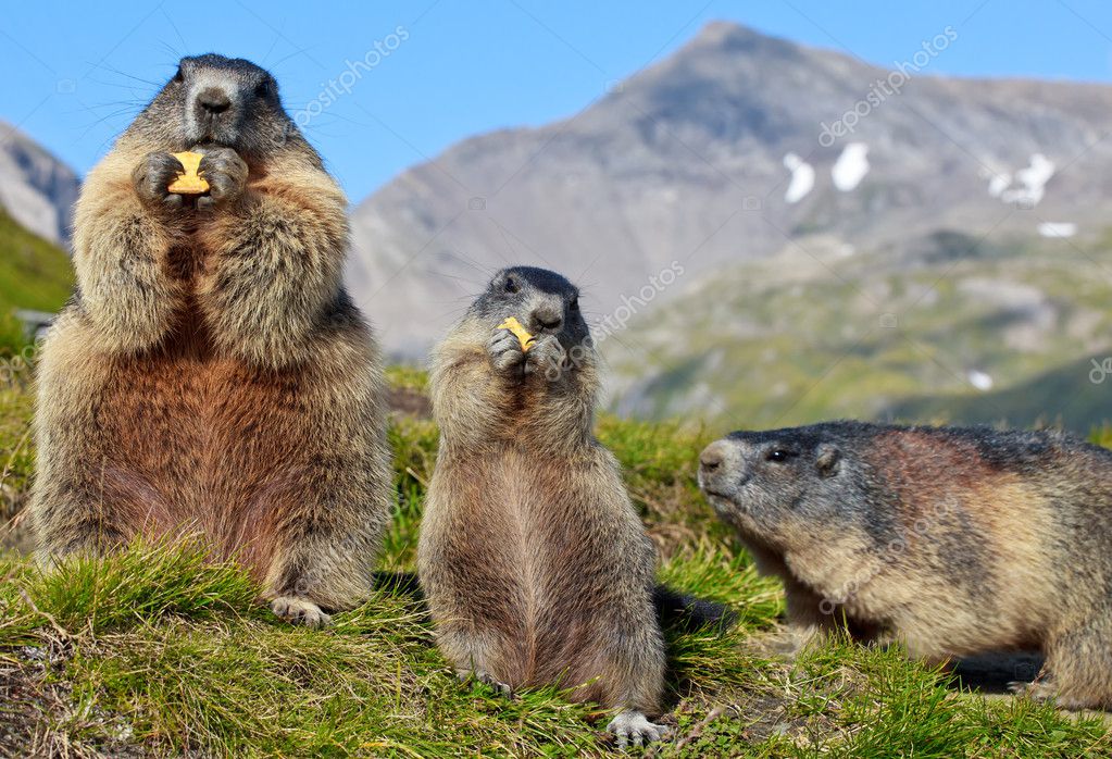 Alpine Marmot (Marmota marmota) Stock Photo by ©ScorpionPL 8555840