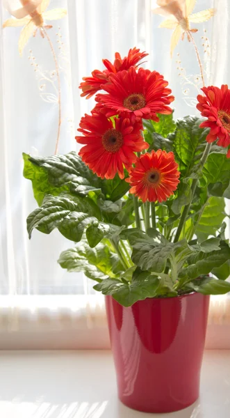 Röd daisy flower pot — Stockfoto