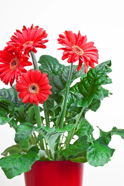 Červená daisy květináč — Stock fotografie