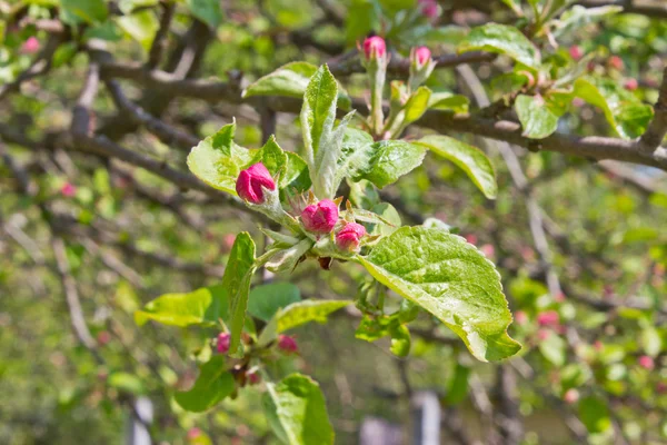 stock image Apple tree blossom in spring