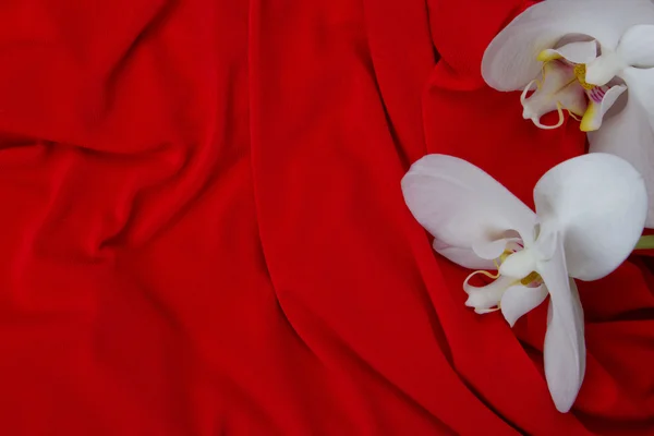 Orchidee bianche su sfondo rosso — Foto Stock