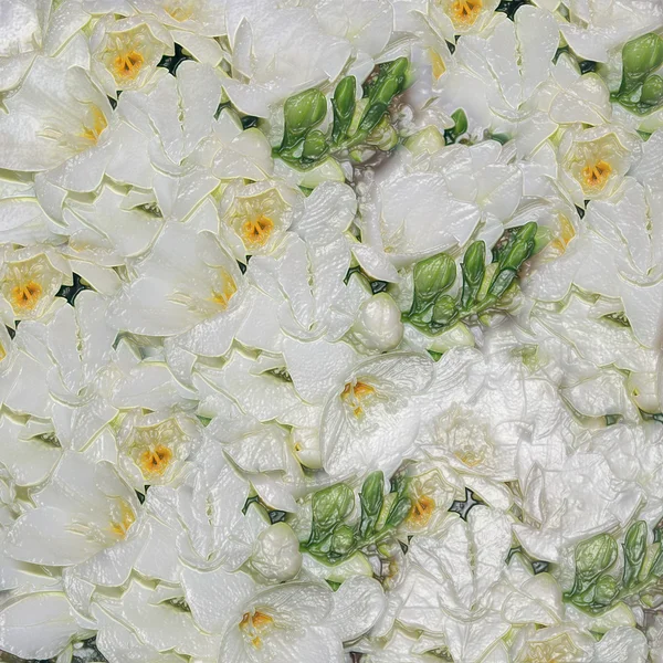 Flores brancas do casamento — Fotografia de Stock