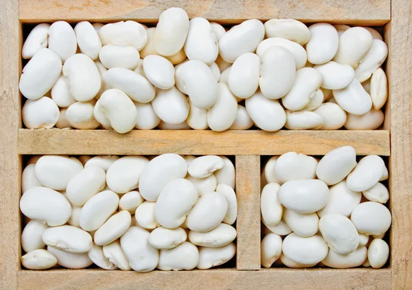 白インゲン豆 — ストック写真
