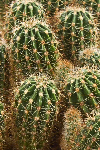 Boerderij produceren een rijkdom van cactus soorten — Stockfoto