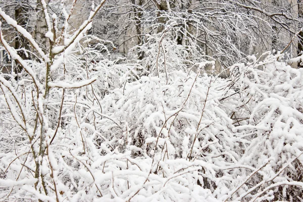 stock image Winter