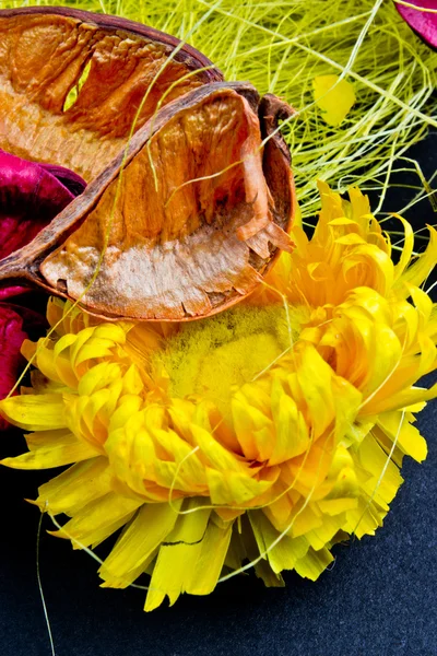 Trockene Blumen — Stockfoto