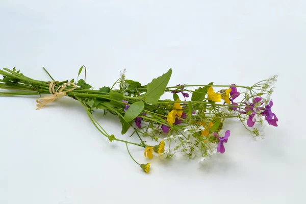 Meadow flower — Stock Photo, Image