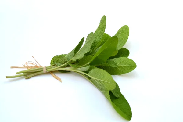 Salvia fresca — Foto Stock