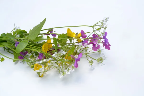 Flor de prado — Fotografia de Stock
