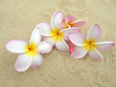 Frangipani im Sand clipart