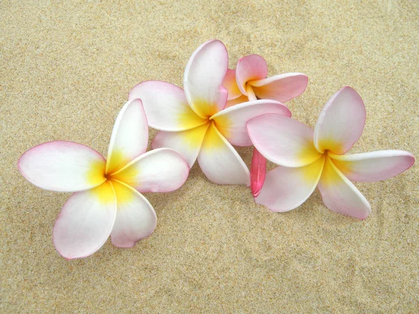 Im frangipani піску — стокове фото