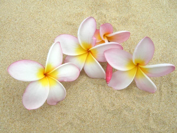 Frangipani im Sand — Stock Photo, Image