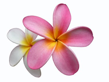 Frangipani - Plumeria clipart