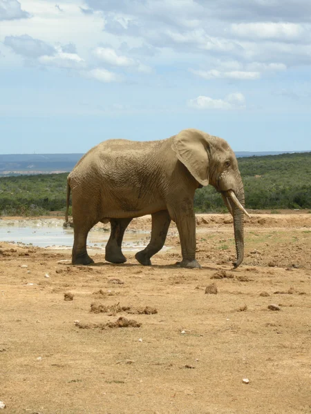 stock image Afrikanischer Elefant
