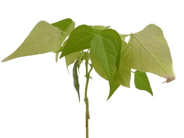 Avokadopflanze — стокове фото