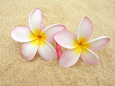 Frangipani - Plumeria