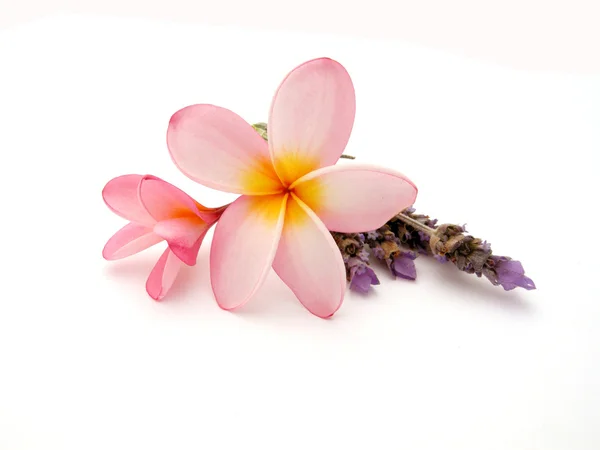 Frangipani mit Lavendel — 스톡 사진