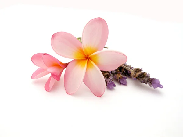 Frangipani mit Lavendel Stock Photo
