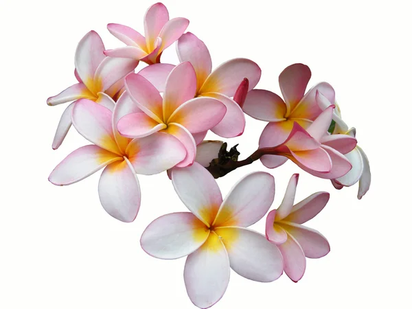 Frangipani - Живці квітів — стокове фото