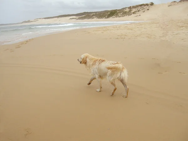 Gouden retriever — Stockfoto