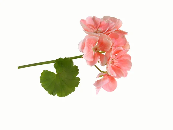 Rózsaszín geránium — Stock Fotó