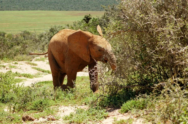 stock image Little elephant