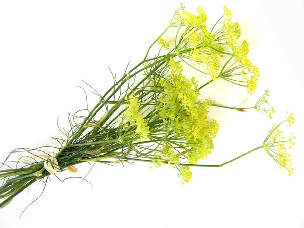 Fennel blossoms — Stock Photo, Image