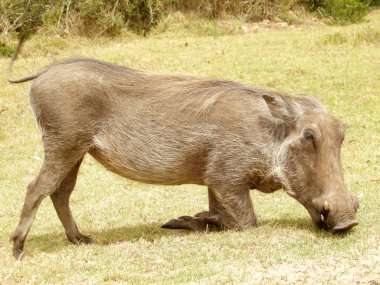 Warthog otlatma