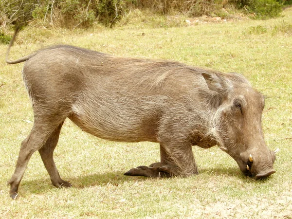 Pasto warthog — Fotografia de Stock