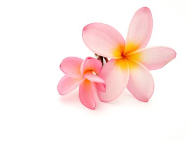 Frangipani