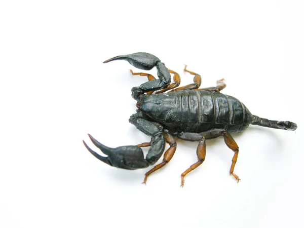 stock image Scorpion