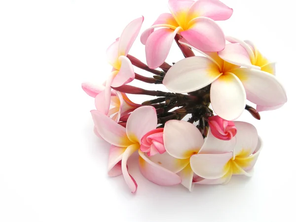 プルメリアの花の花束 — ストック写真