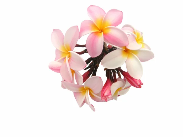 Rózsaszín plumeria virágok — Stock Fotó