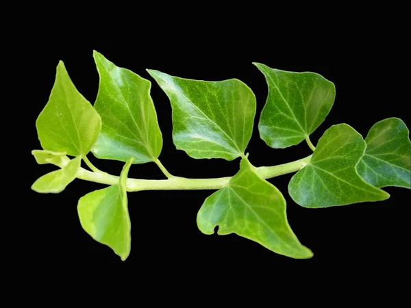 담 쟁이 덩굴과 잎 — 스톡 사진