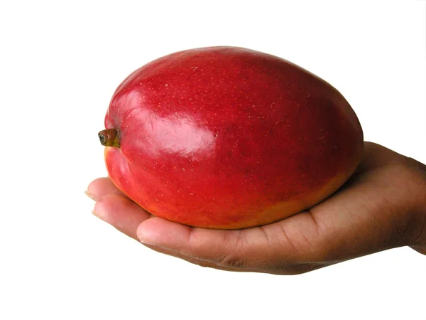 Person mit roter Mango — Stockfoto
