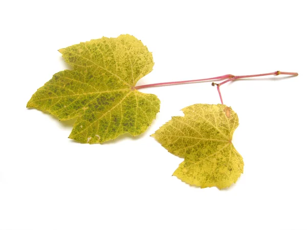 Hojas de uva de otoño — Foto de Stock
