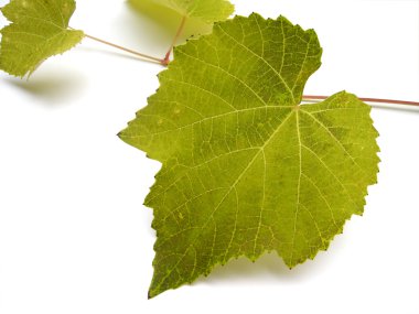 Grape leaves clipart