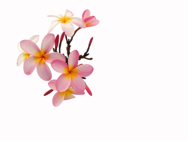 Frangipani - Живці квітів — стокове фото