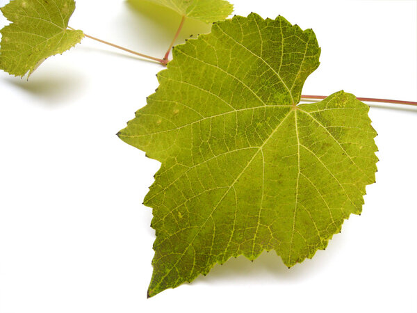 Grape leaves