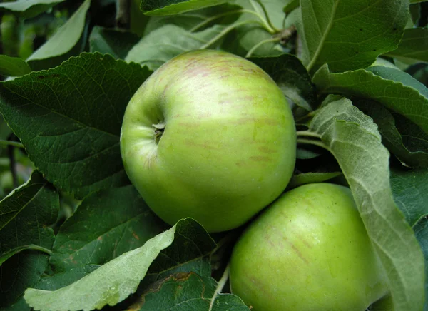 Πράσινα μήλα σε ένα δέντρο — Φωτογραφία Αρχείου