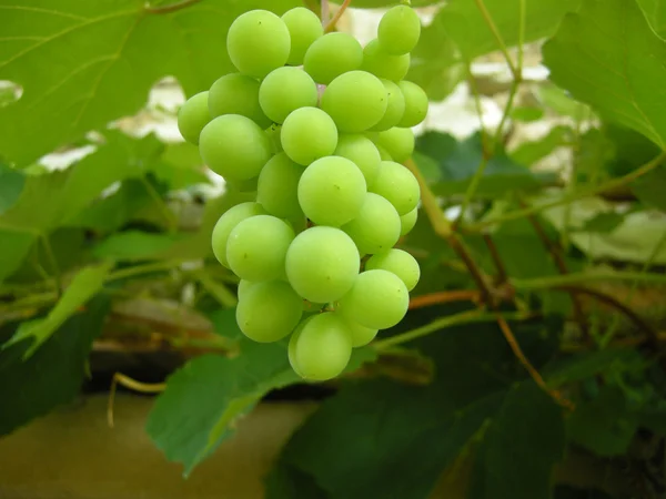 Grapes on vine — Stock Photo, Image