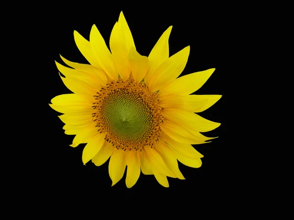 stock image Sunflower